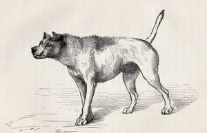 Chien approchant un autre chien avec des intentions hostiles, de 